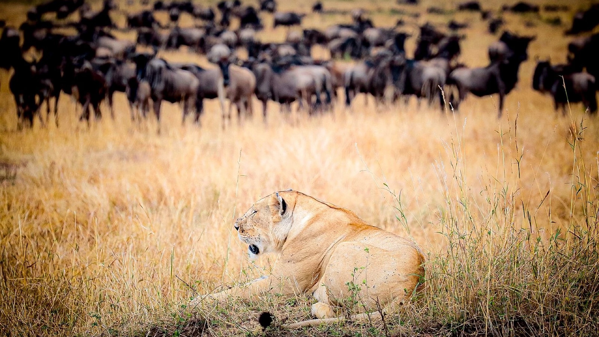 kenya mara basecamp 01